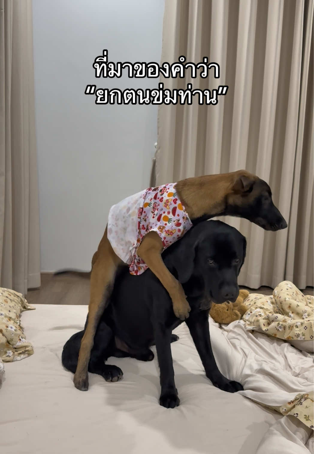 @พี่เรนเจอร์กับน้องเรนจี้