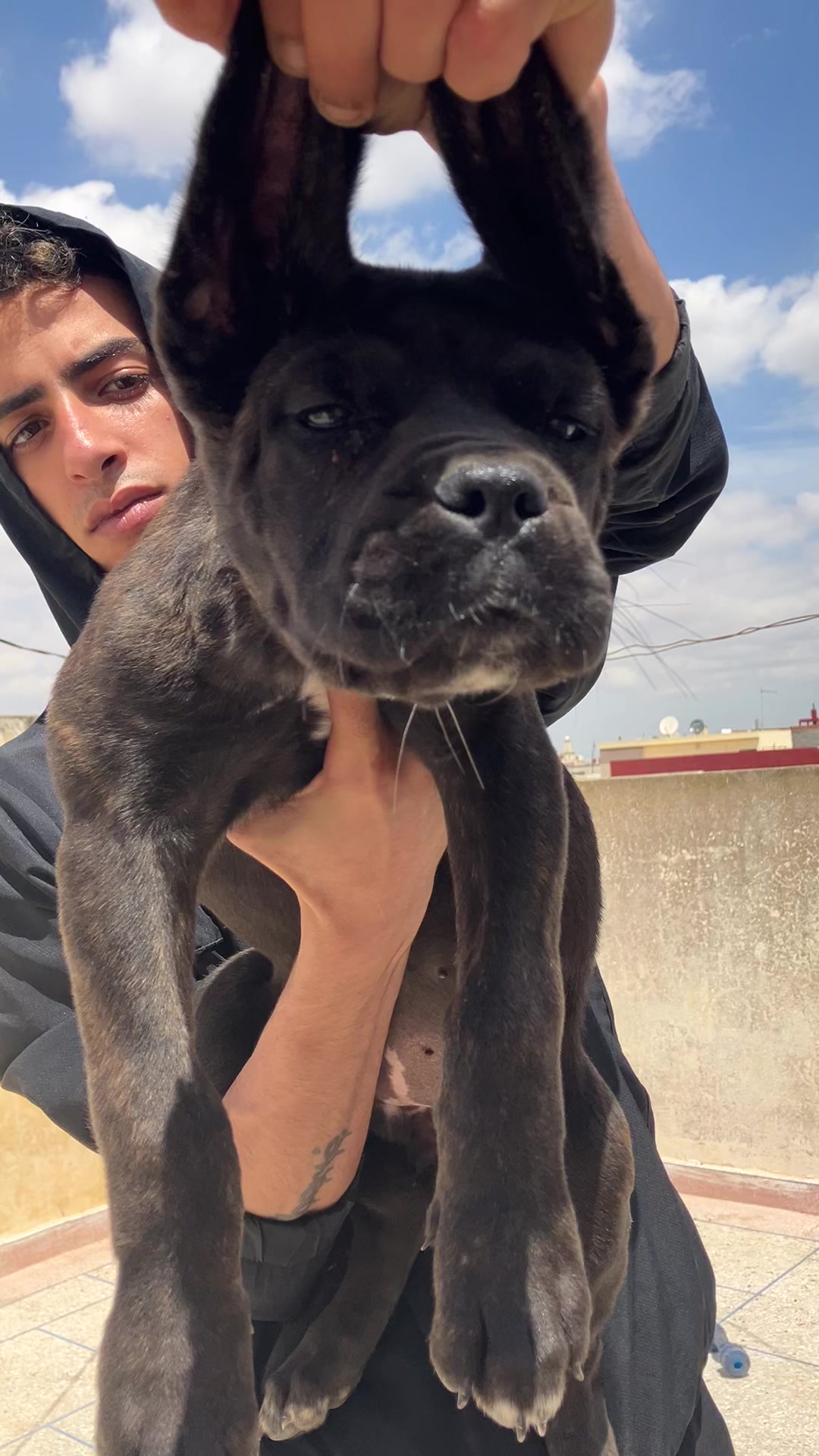 @canicorsoftmalinois