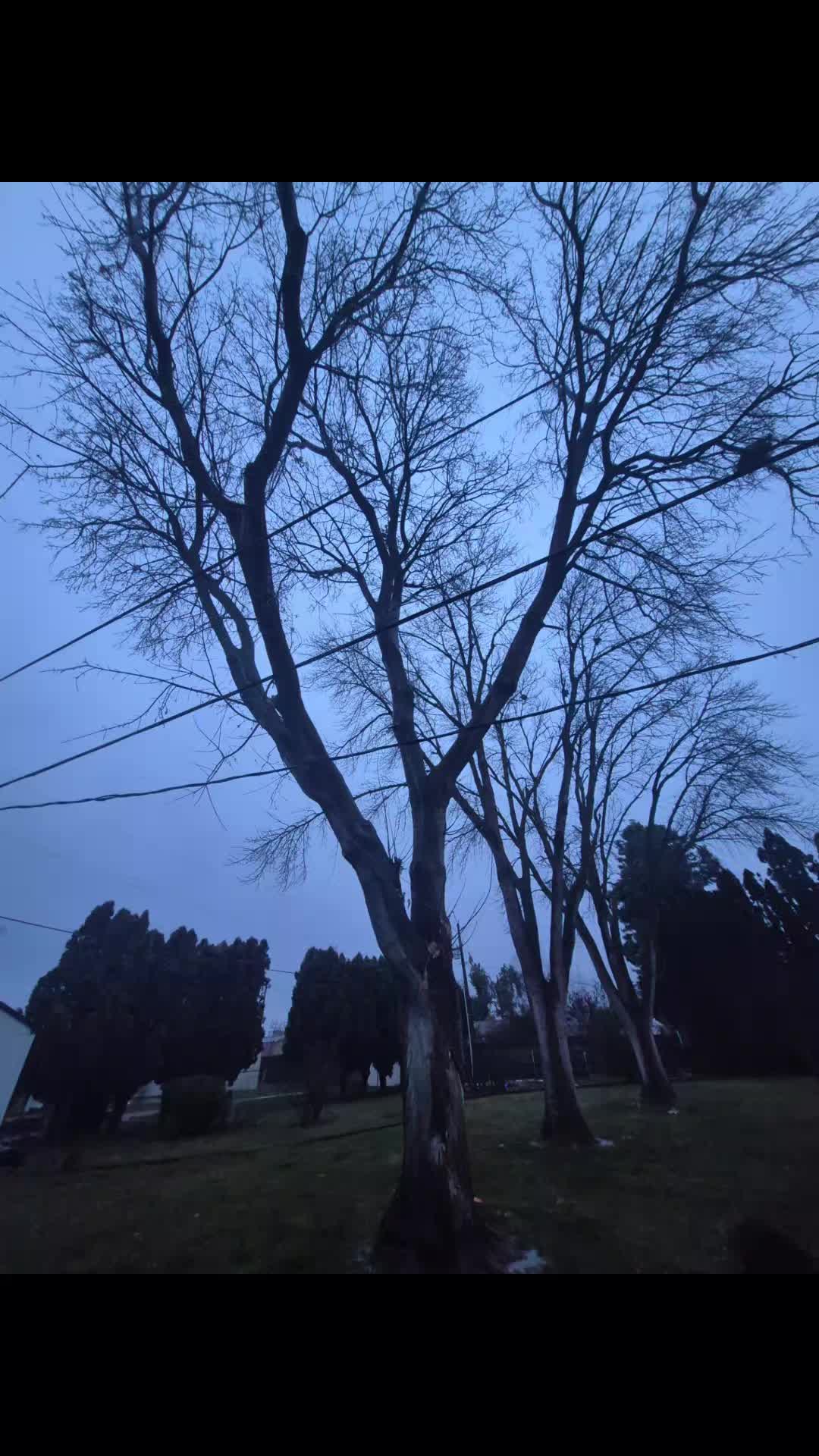 @LoyalTreeCare