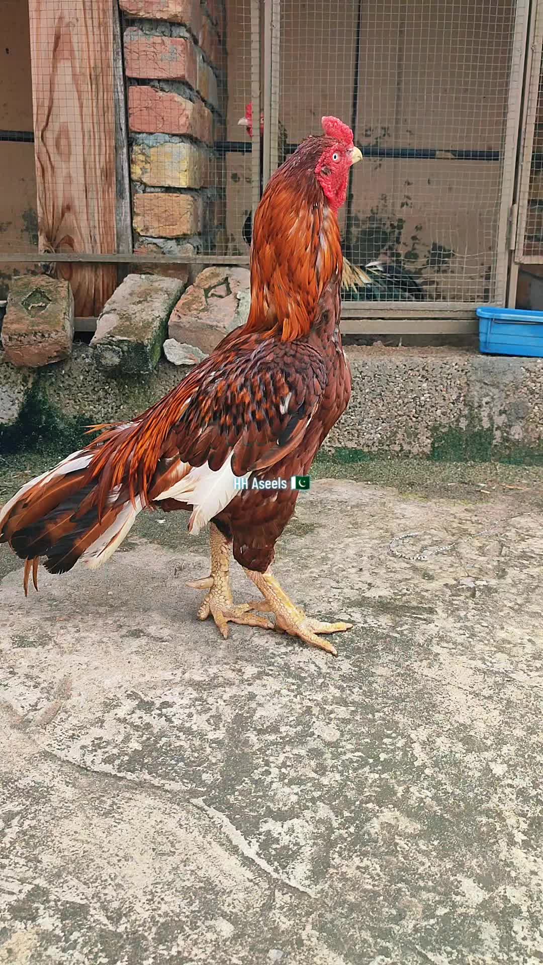 @HH &Aring;sėəłs1
