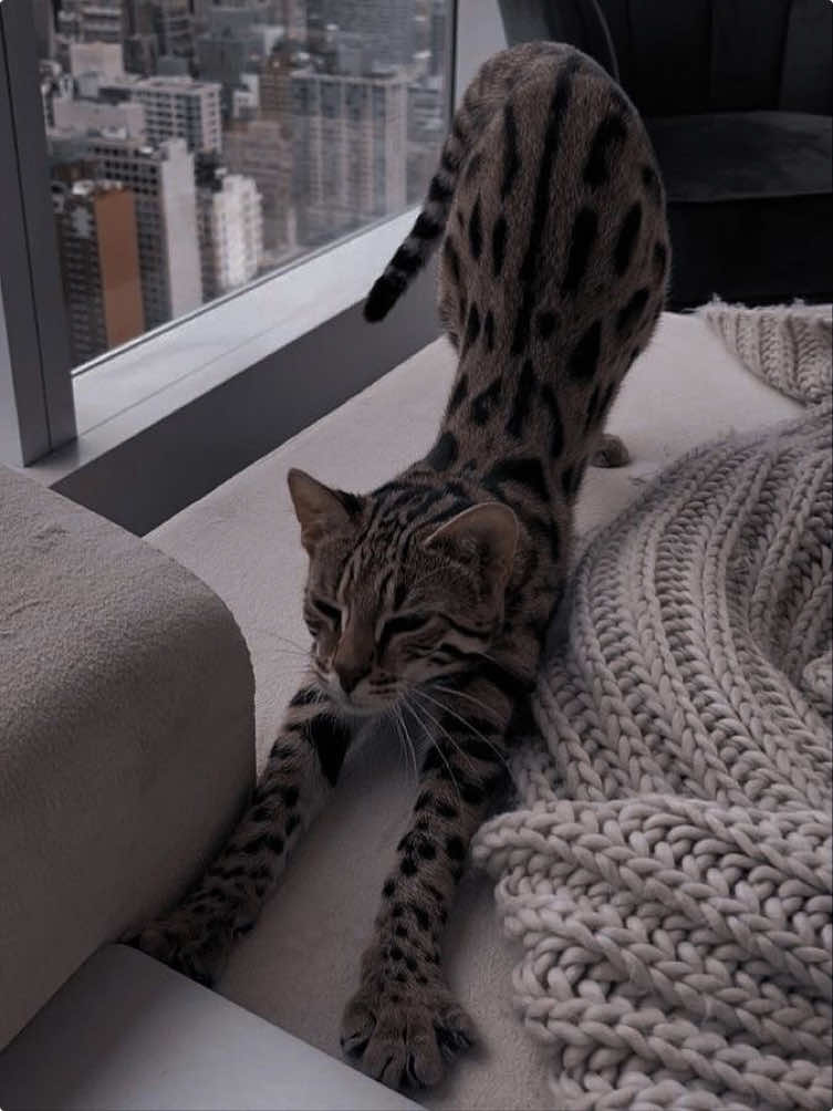 @𝐋
