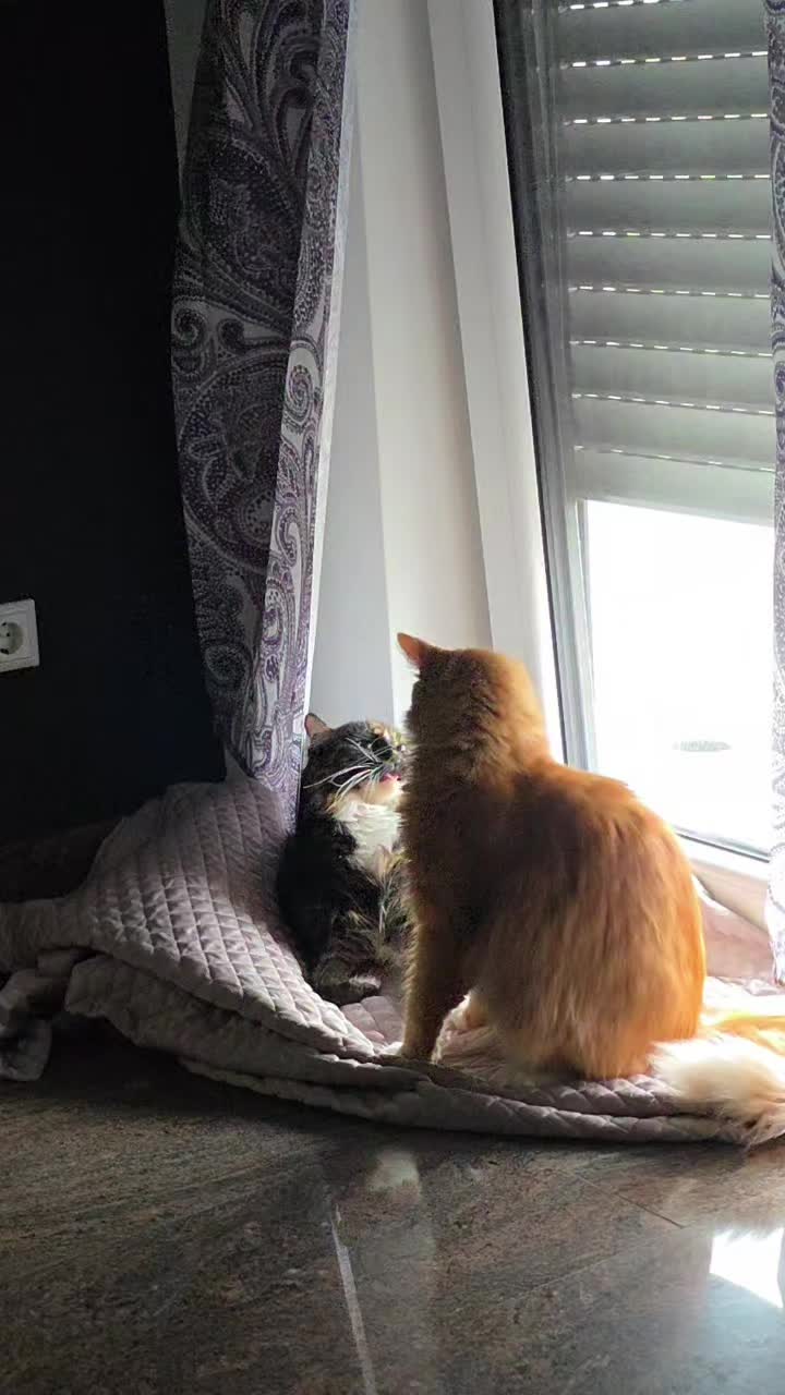 @GlaMurka🐈