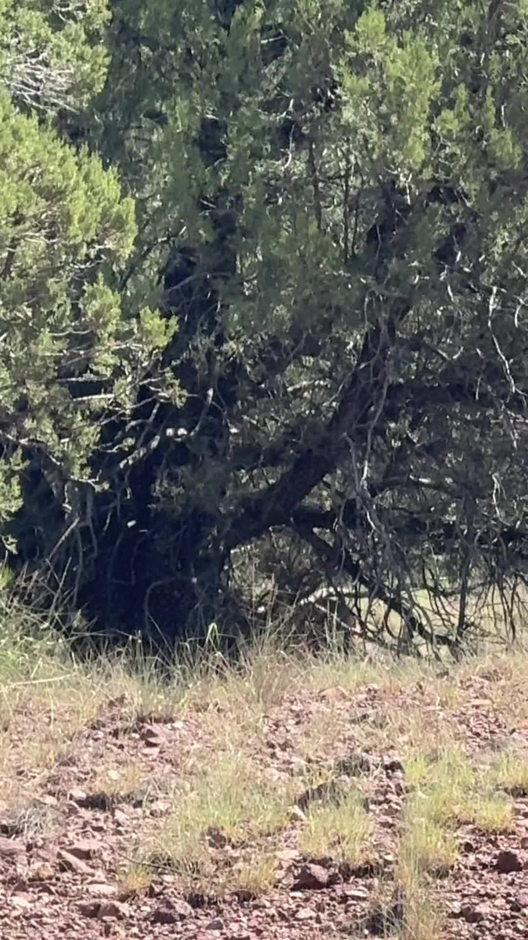 @IndigenousApache