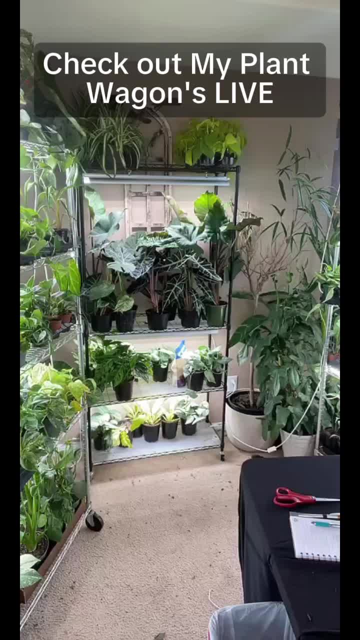 @JT Plants 🪴