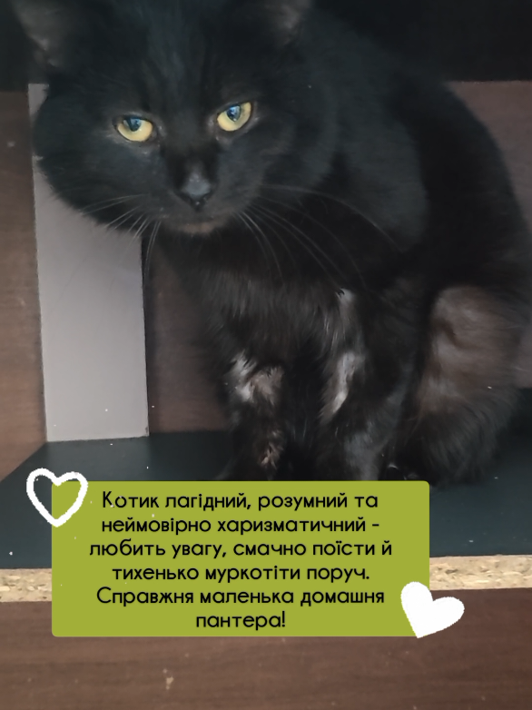 @КотоДім Cat House