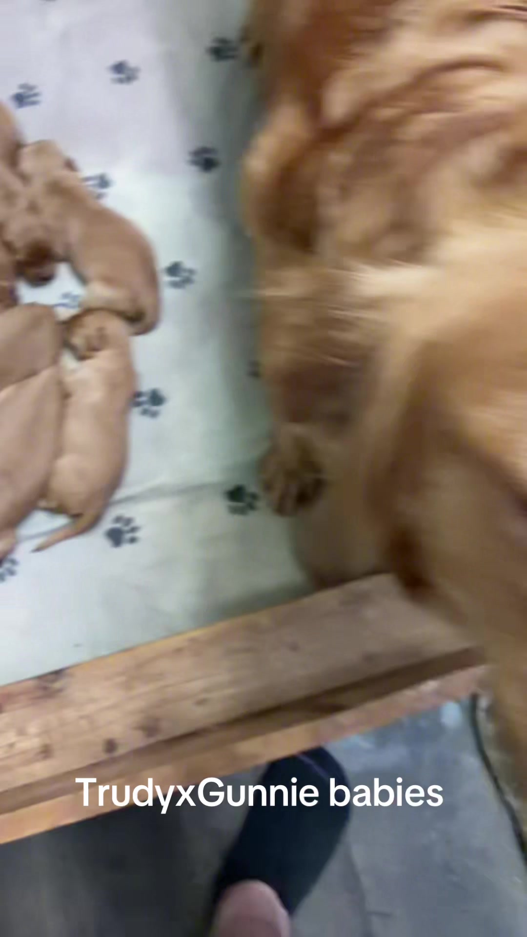 @RhondasRetrievers