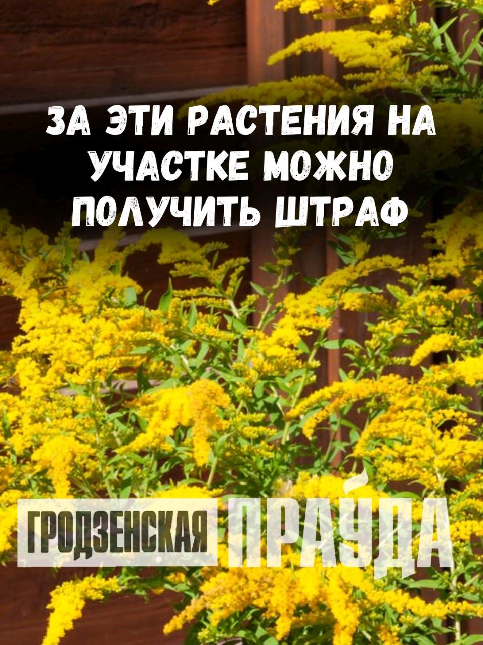 @Гродненская правда