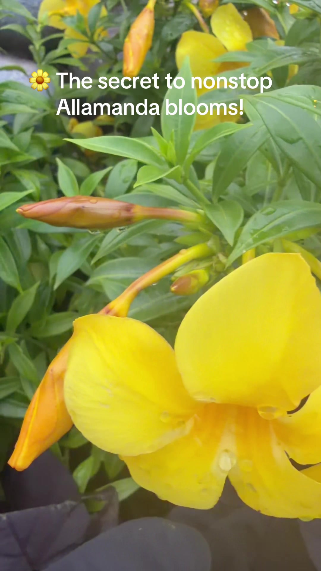 @Fauzia garden Lover