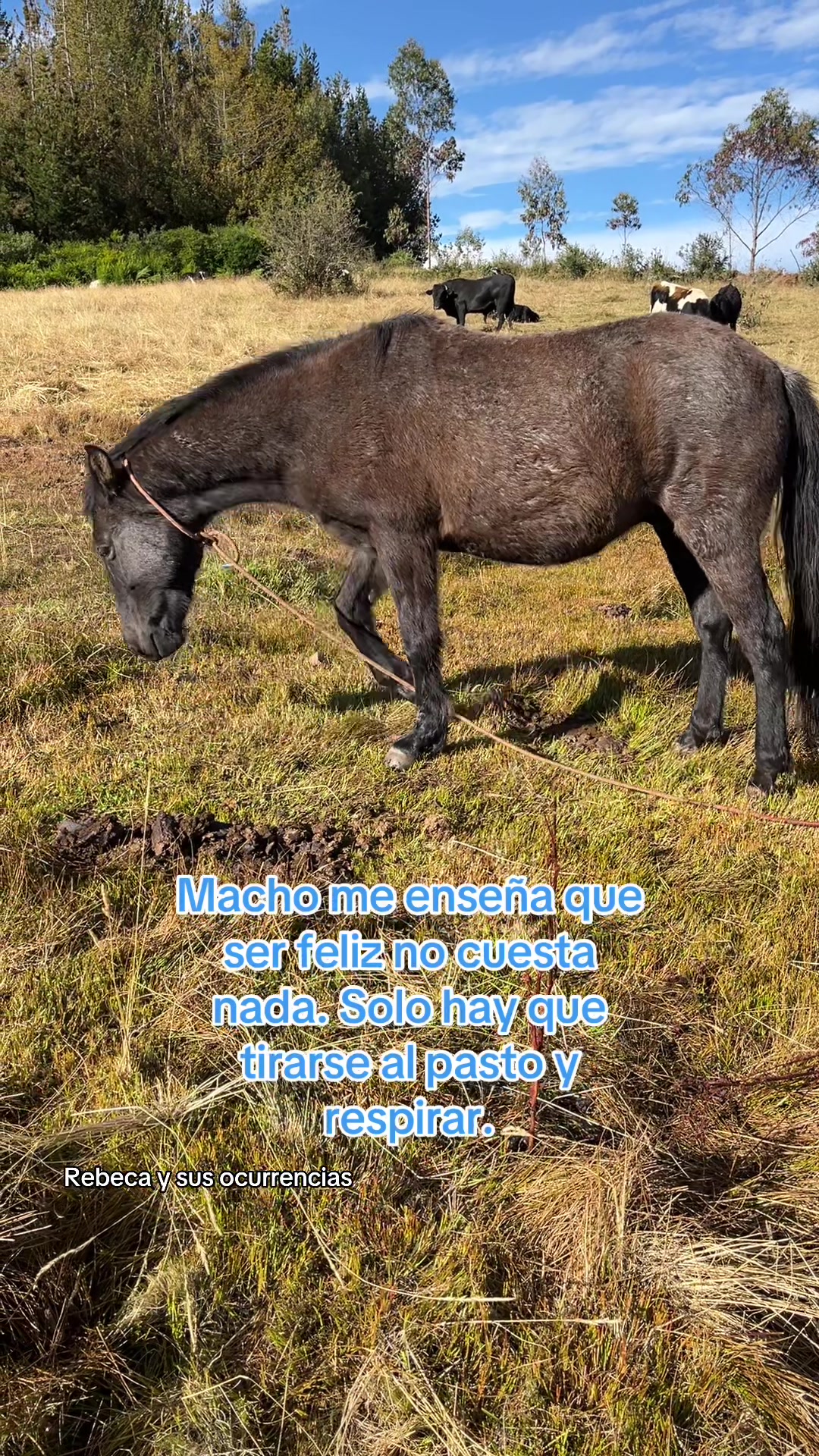 @🐈Rebeca y sus ocurrencias