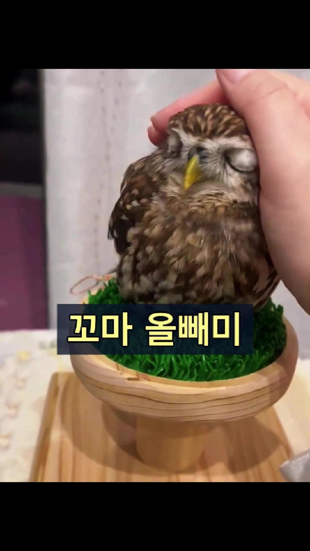 @삼촌Cut2025