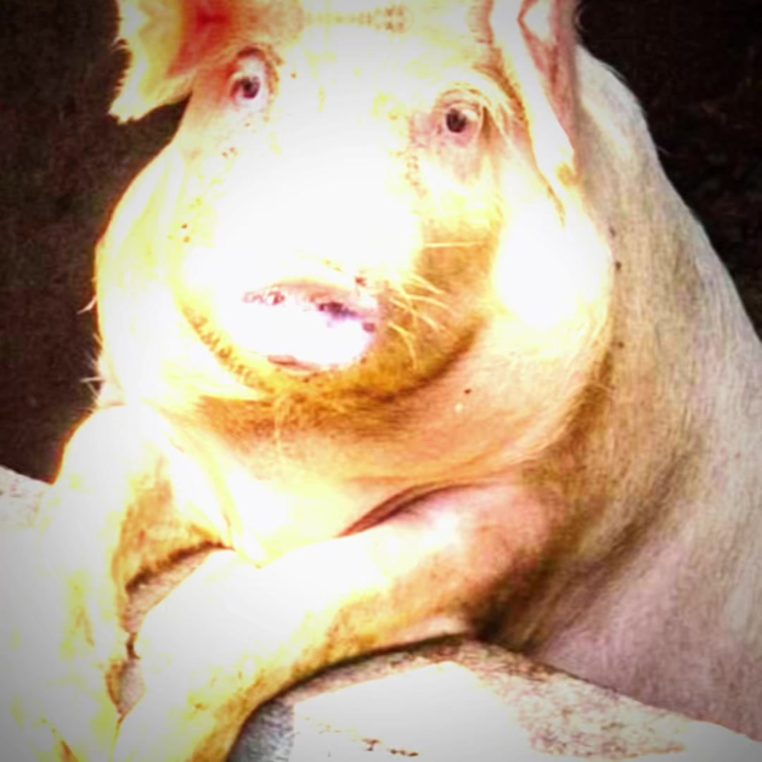 @биг свин🐖