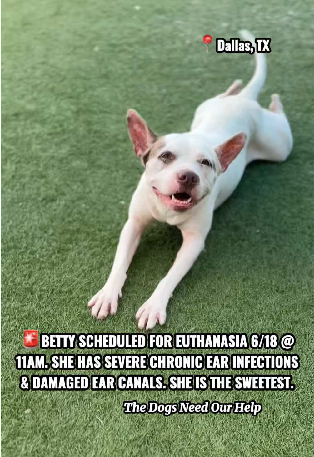 @The Dogs Need Our Help