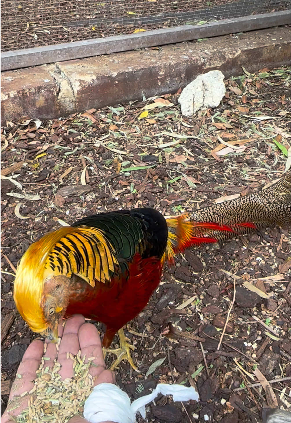 @Australian 🇦🇺 Life