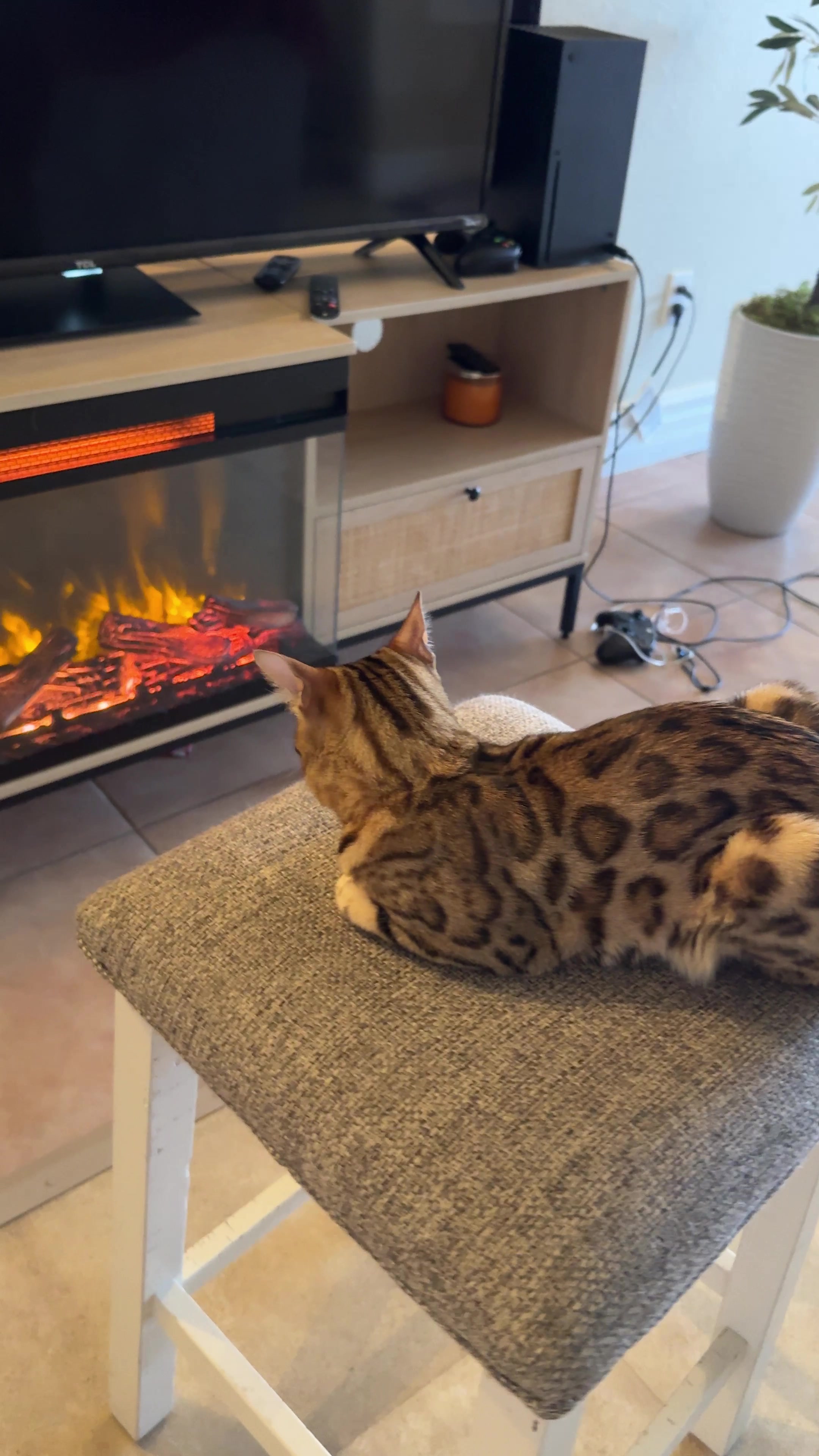 @Obi & Daisy The Bengals 🐆🐾