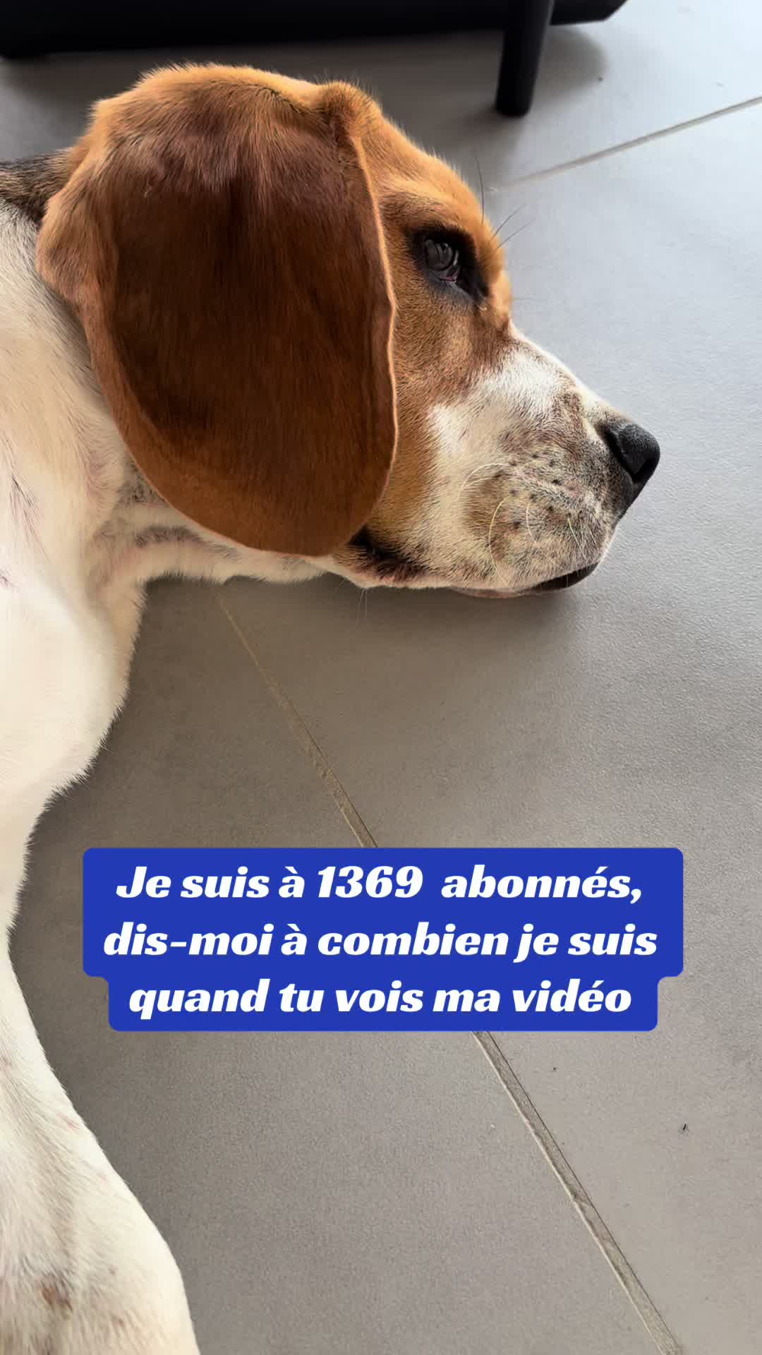 @Asko le Beagle💙