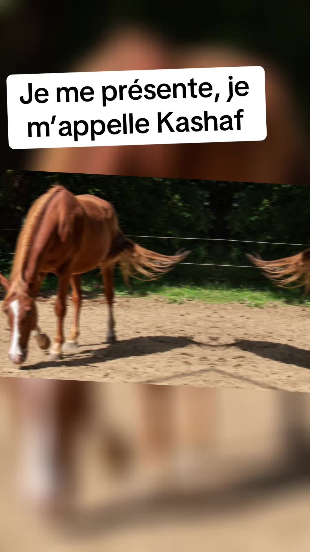@Emmaparadressage