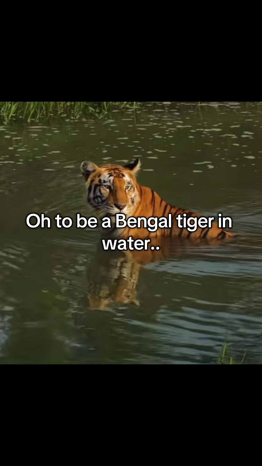 @𝘛𝘪𝘨𝘳𝘦𝘴𝘴 ⌗ 🐅