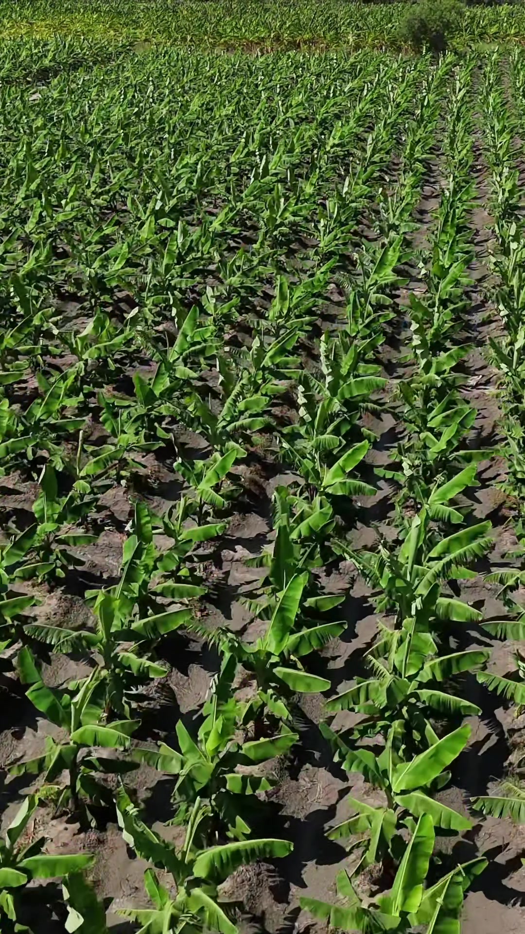 @soyagricultor