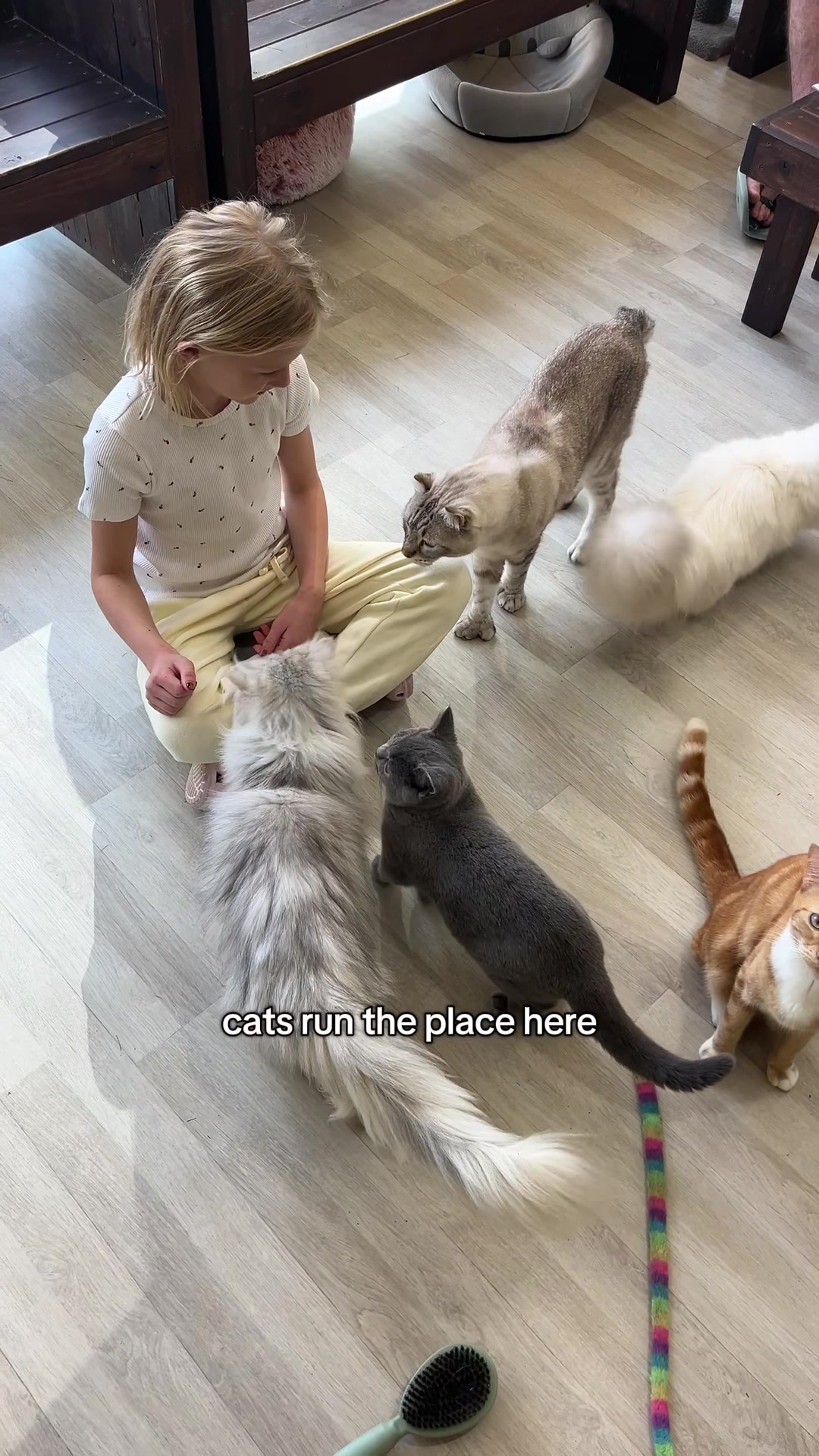 @crazycatcafe