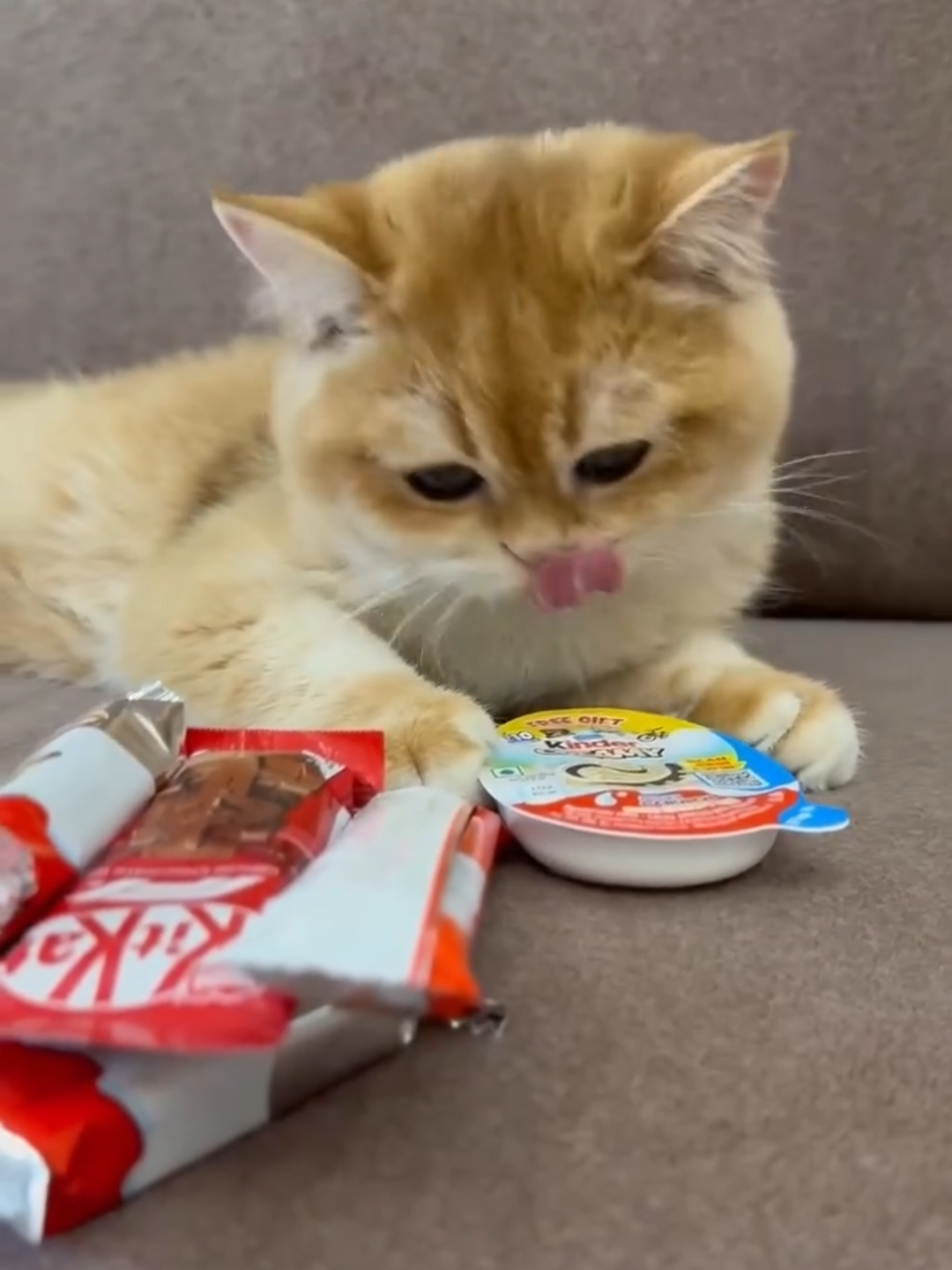 @Chonky World Of Cats