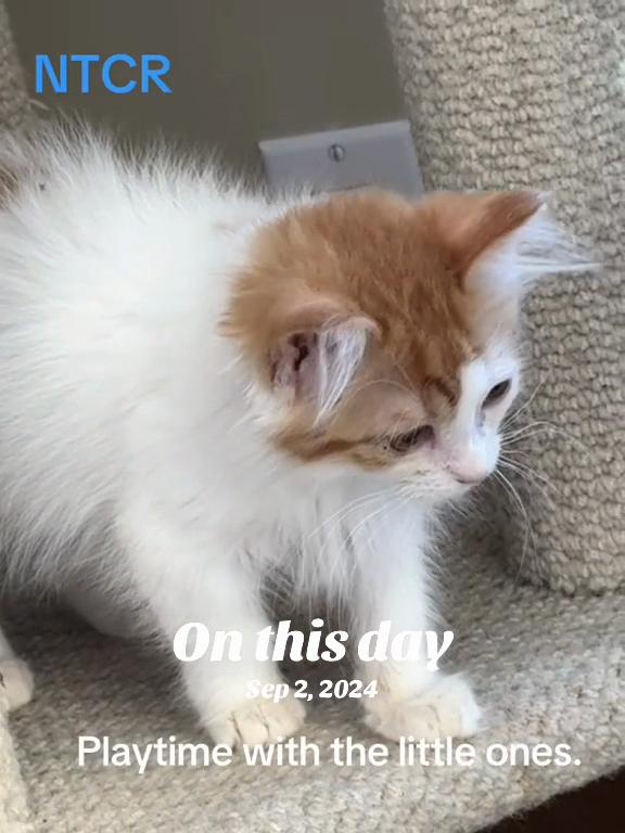 @North Toronto Cat Rescue
