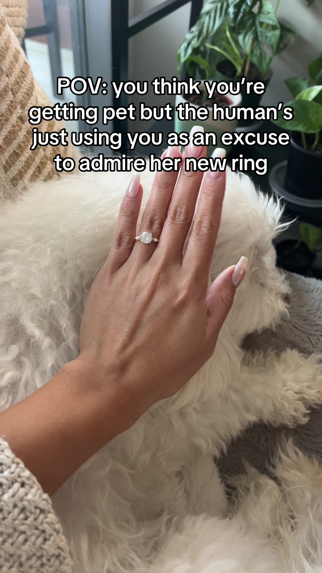 @Spicy The Dog
