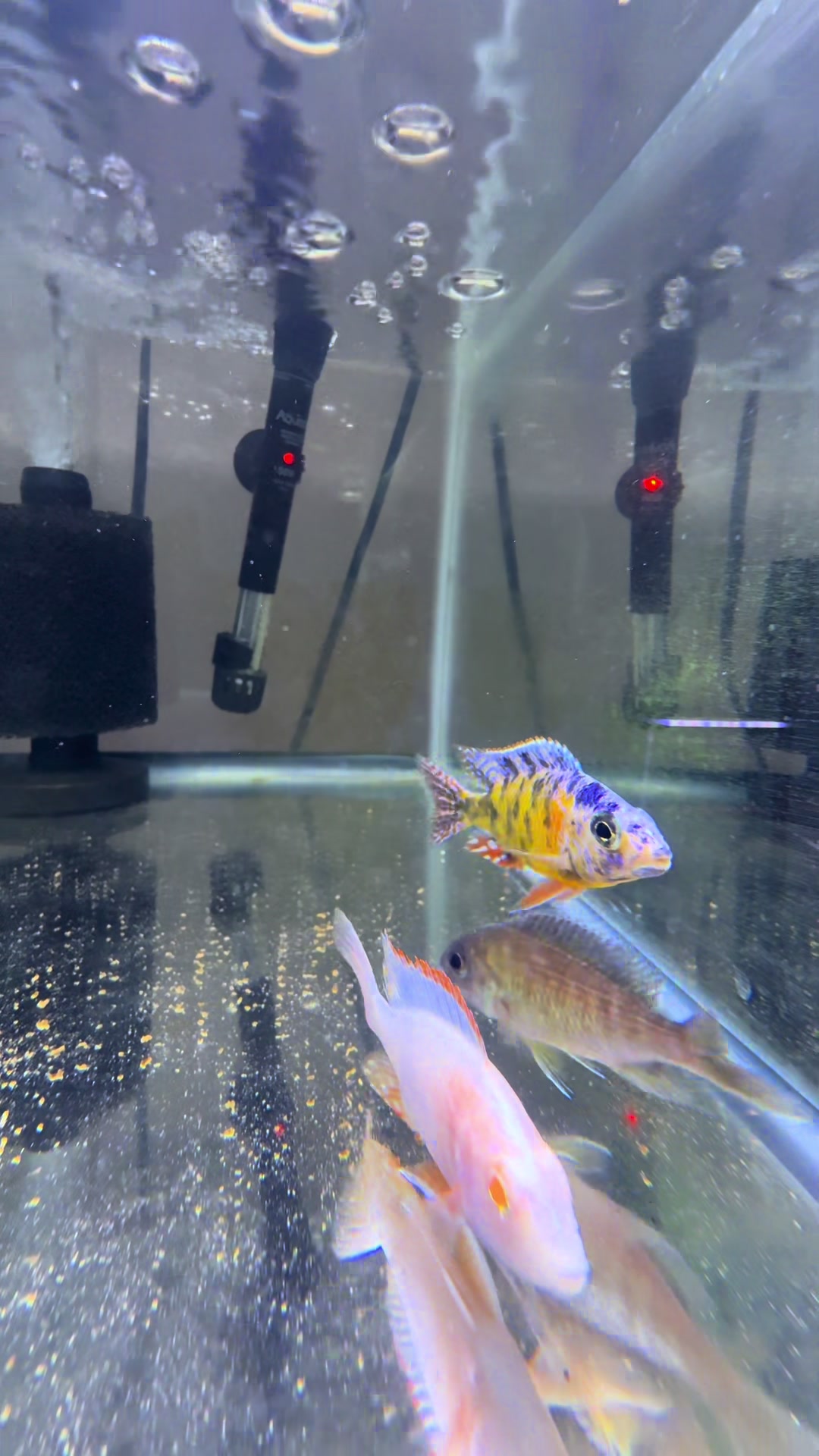 @Cichlid Adventures