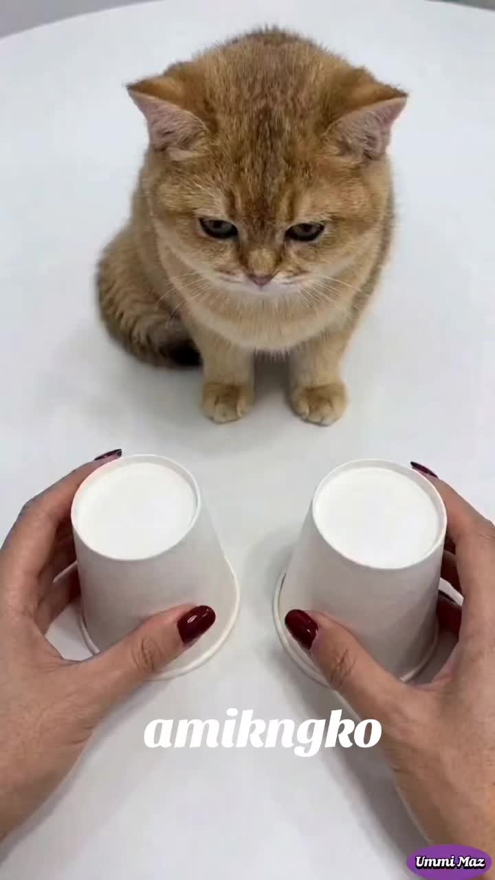 @Sham0z04