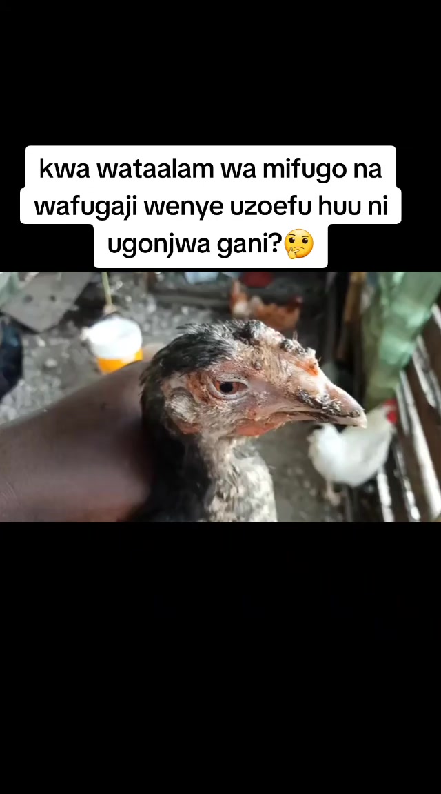 @Livestock Connect Tanzania