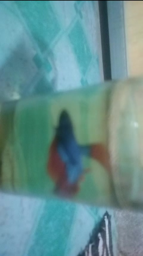 @Fish keeper