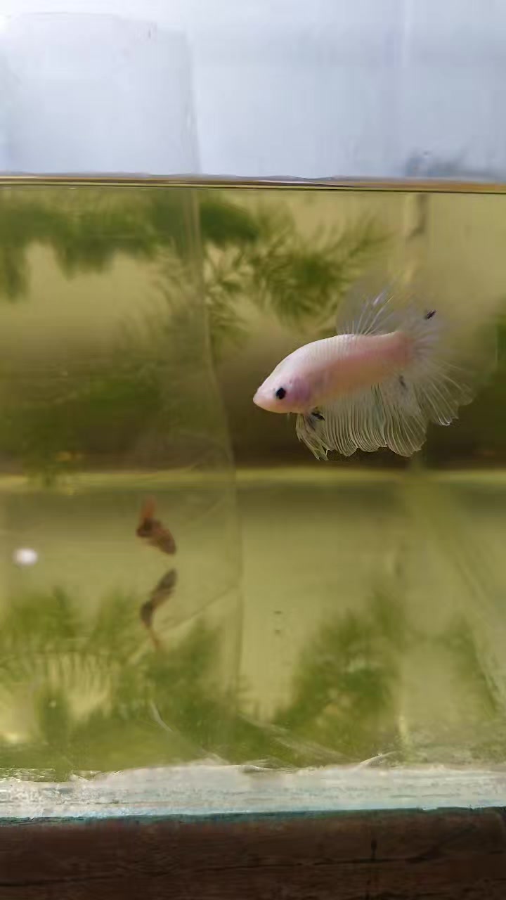 @kintsugibettas