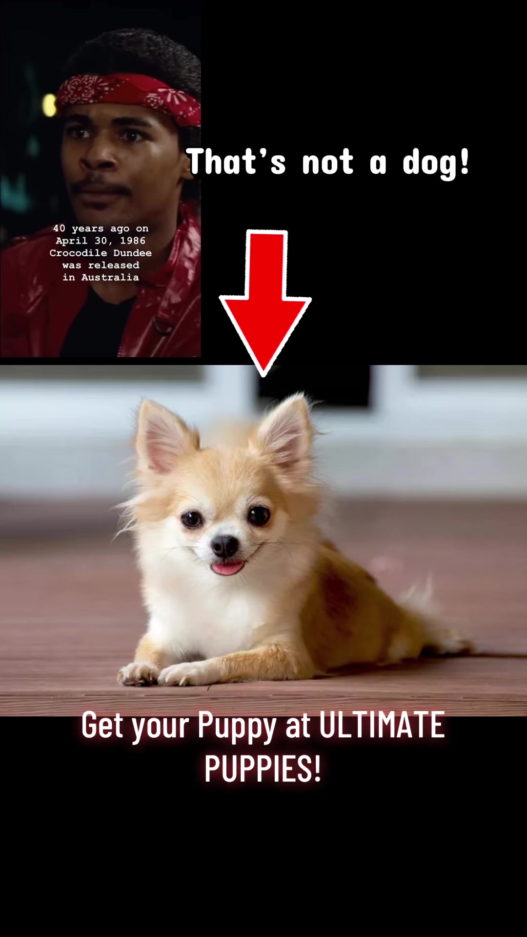 @Ultimate Puppies