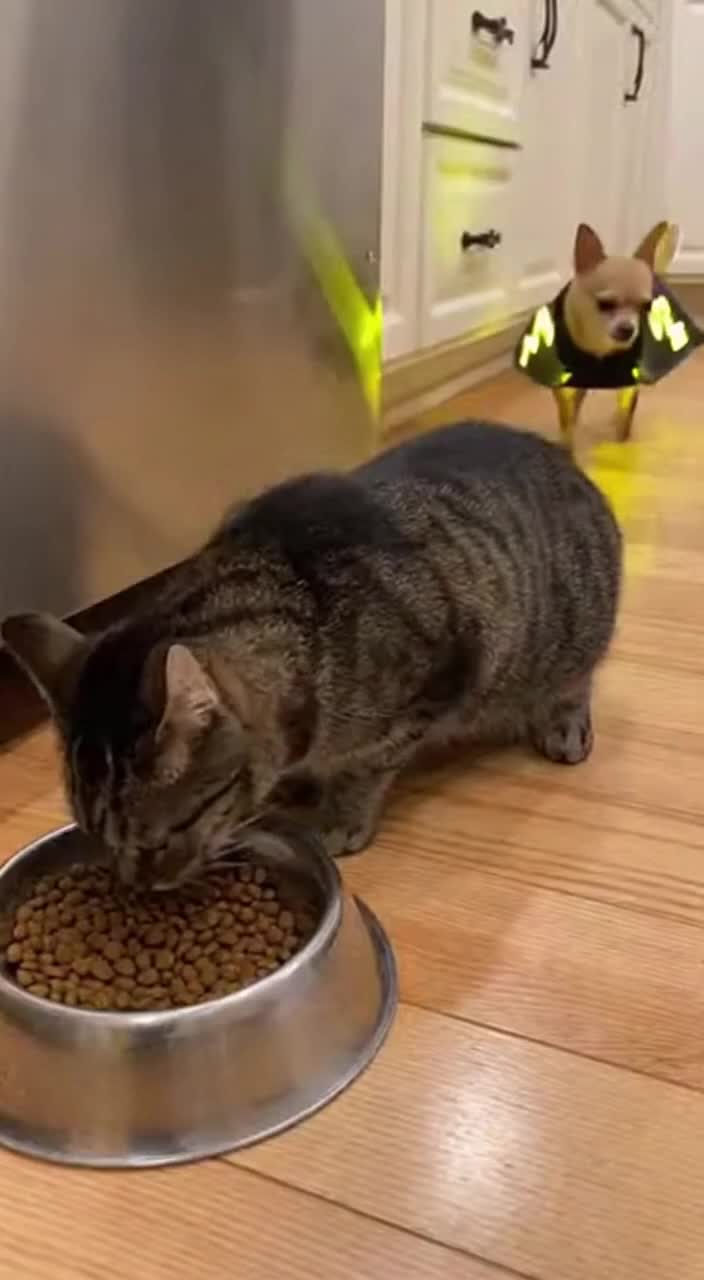 @Purrfect Moments