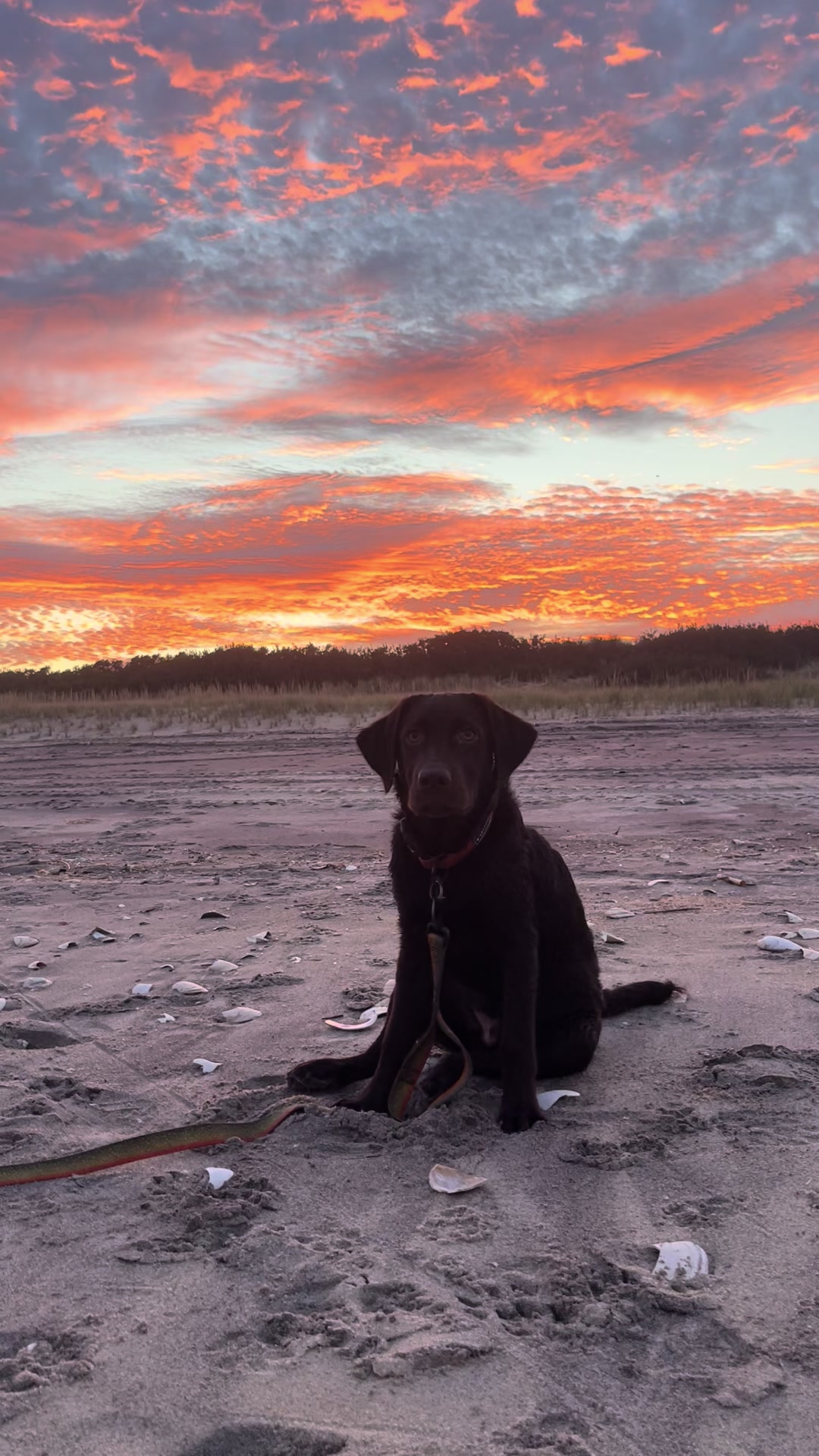 @guinness_beau