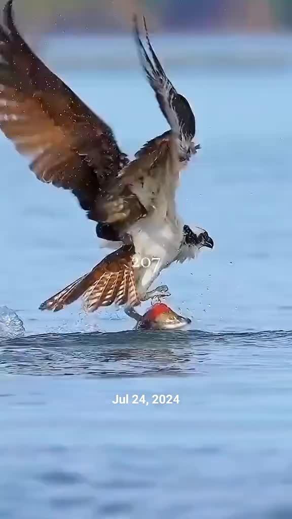 @̶E̶a̶g̶l̶e̶ ̶k̶i̶n̶g̶ ̶2̶0̶7