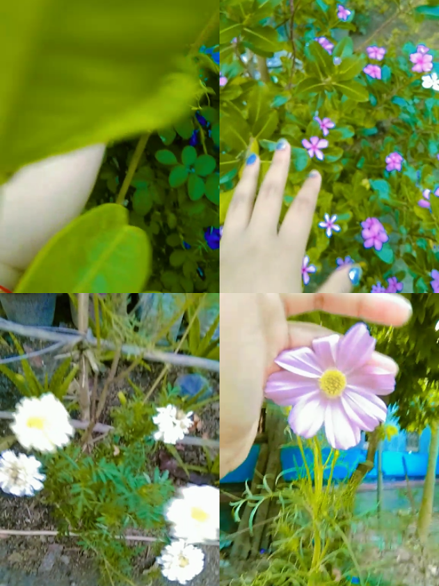 @💞💗🦚 কৃষ্ণ 🌸প্রেমী 🦚💗💞