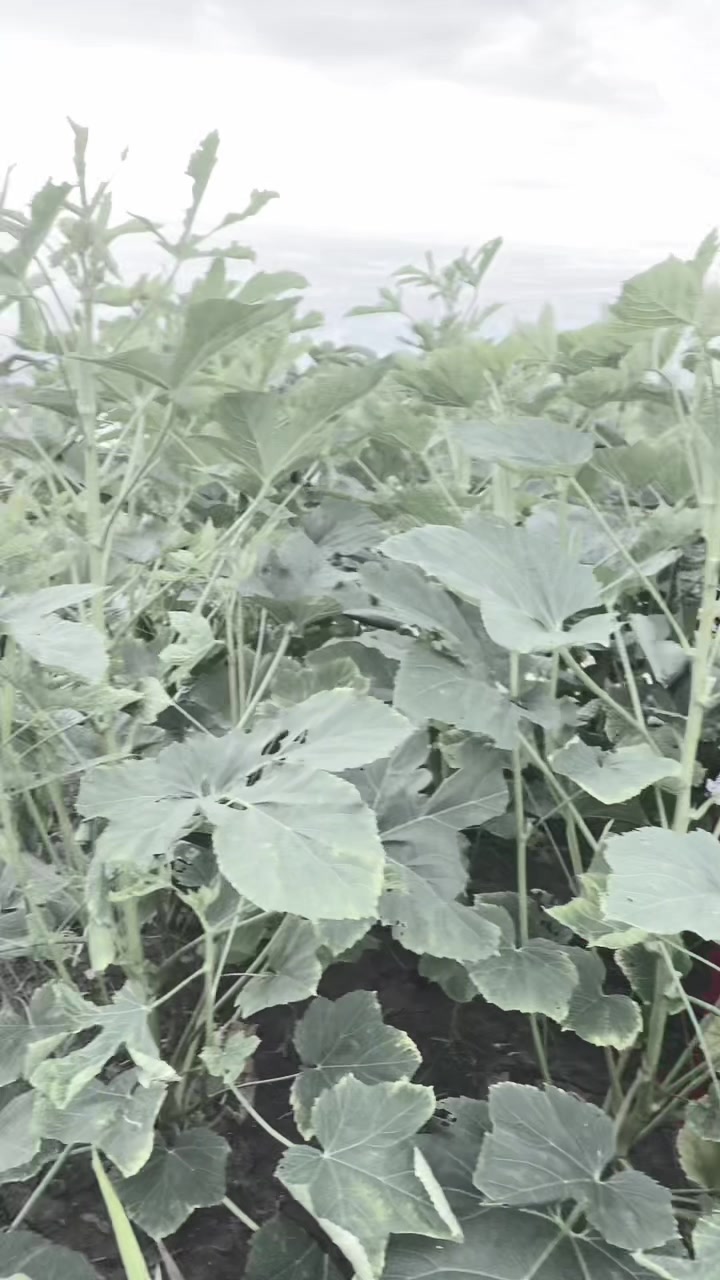 @Cô 3Cà Mau