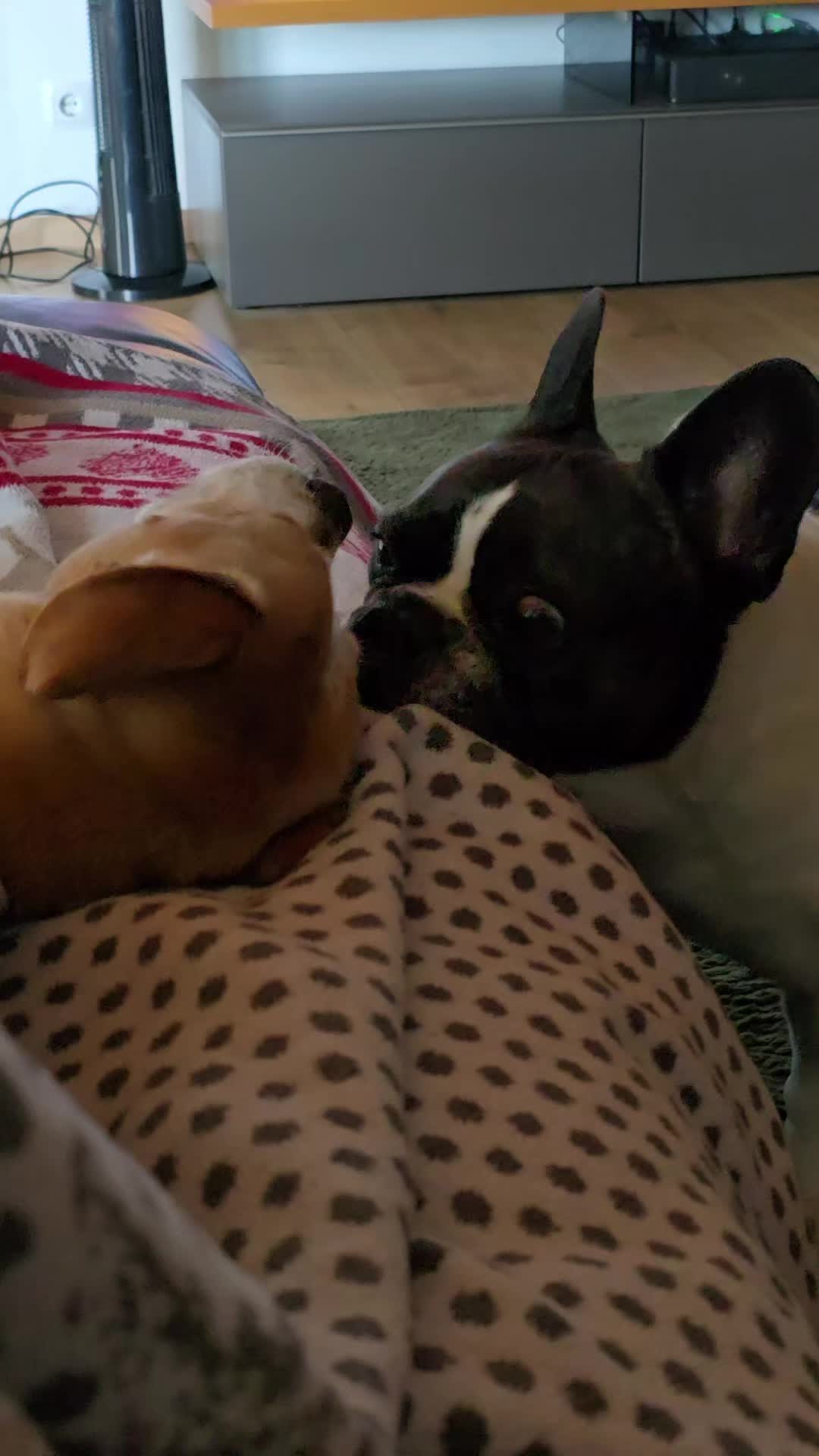 @Kylo und Samy 💙💙🐶🐕🍀🍀
