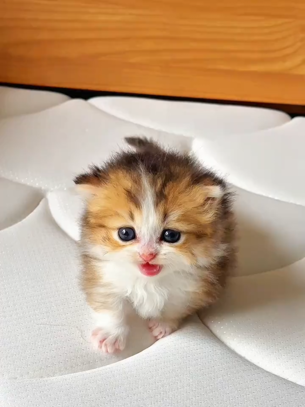@kikicat
