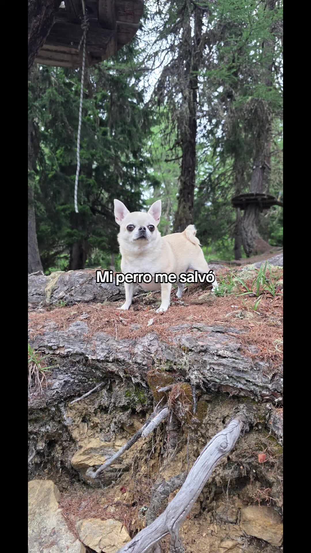@Camila, a Chihuahua