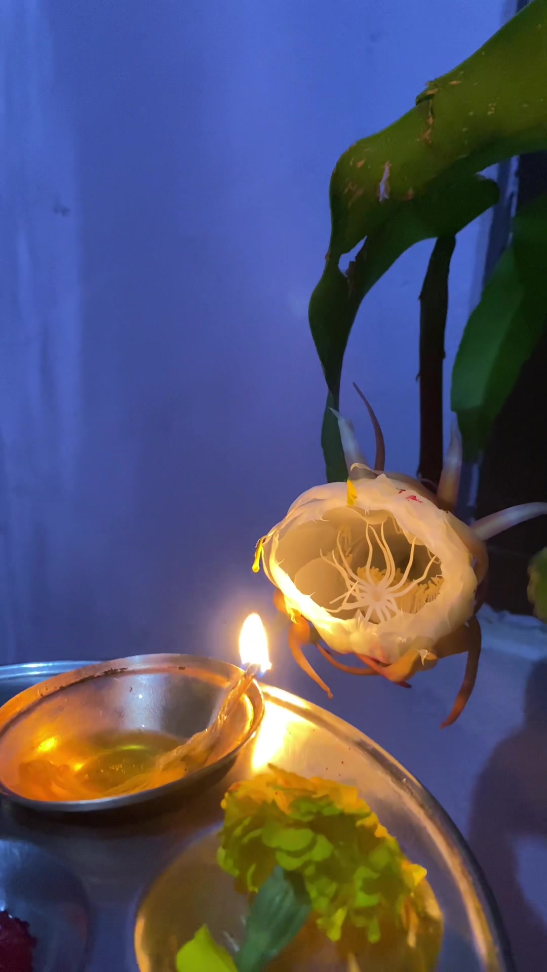 @Shree😍🧚&zwj;♀️🙏