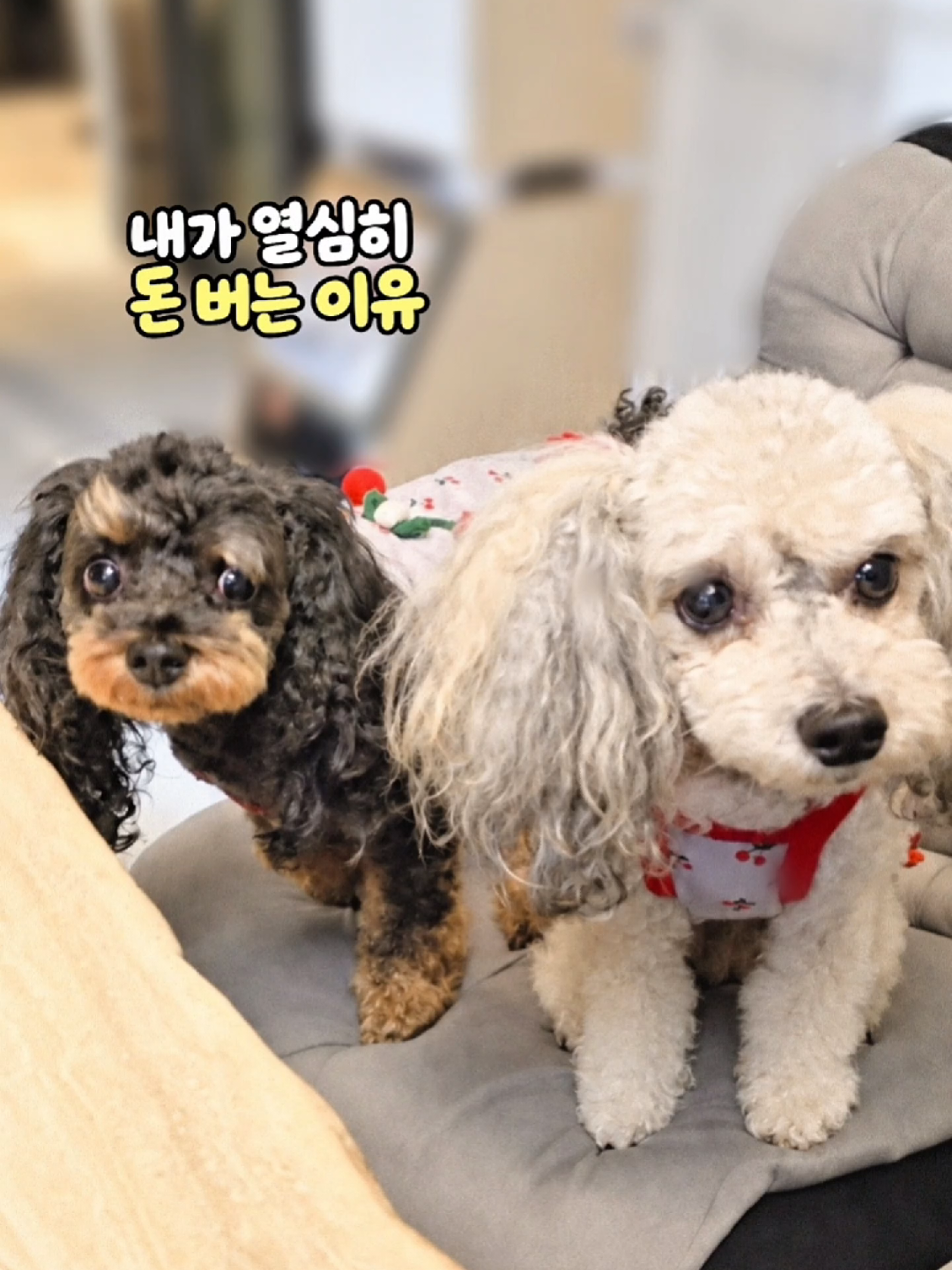 @바로아치 | 강아지와 사는 우리집 🐶