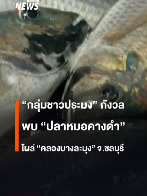 @Thai PBS news