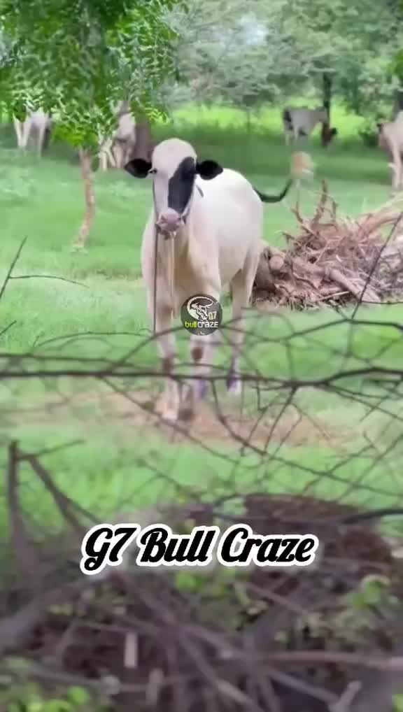 @G7 BULL CRAZE