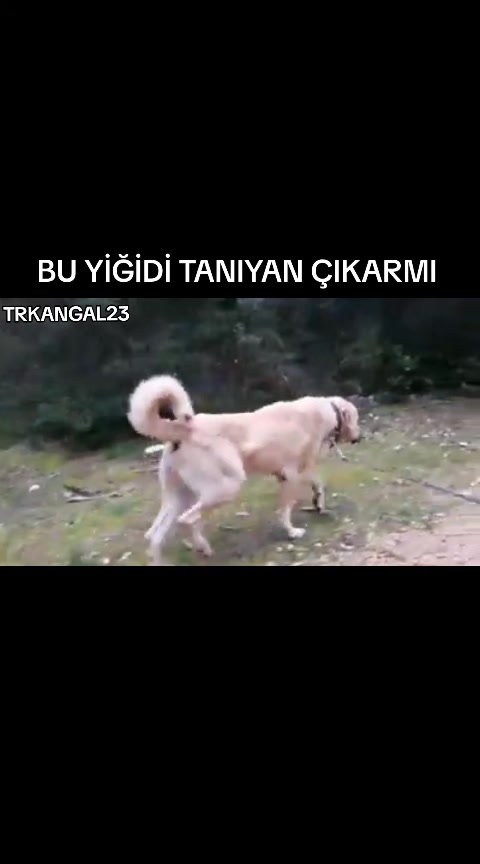 @🏆 TRKANGAL23 🏆