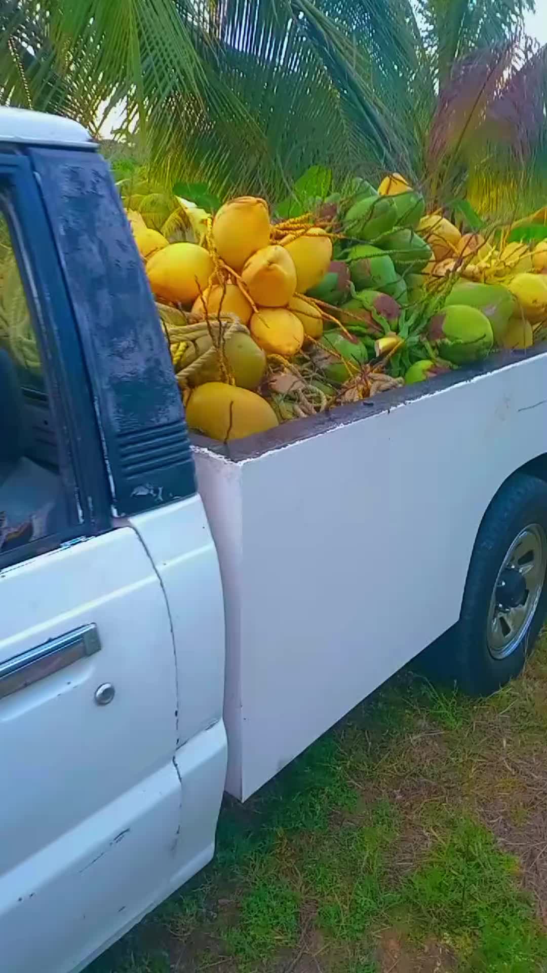 @Young Tiger Cold Coconuts🥥🌴