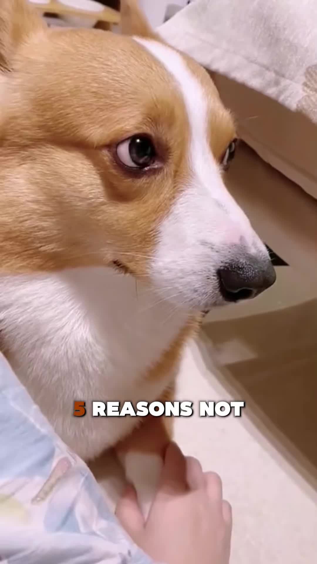 @PawblemsDaily