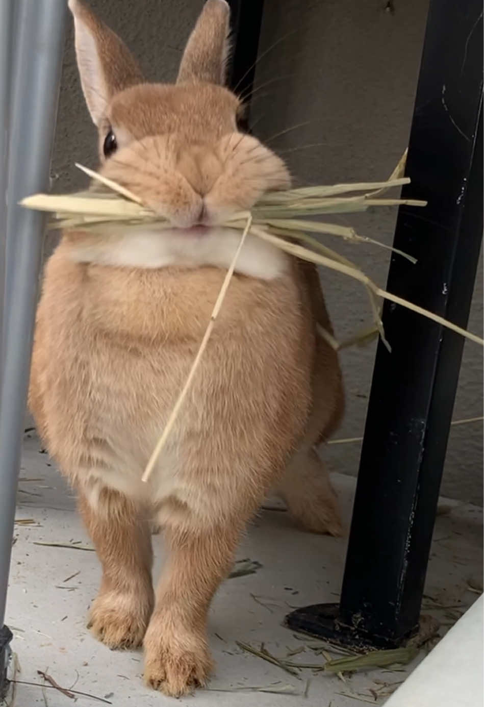@rabbit man