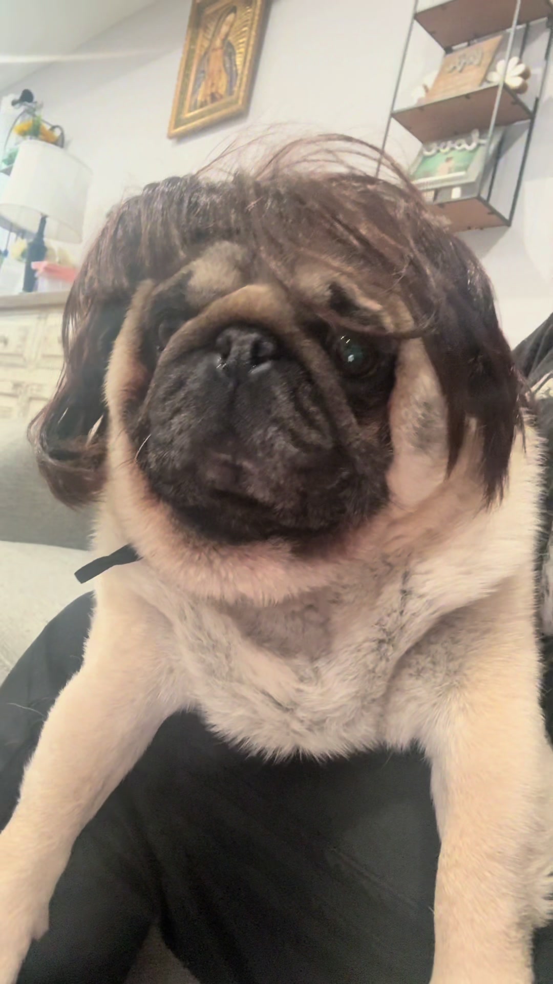 @Rocki the Pug 🐶