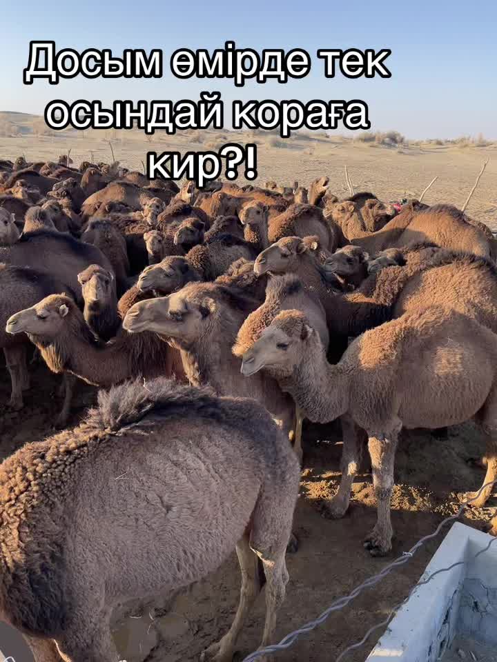 @zorbay003